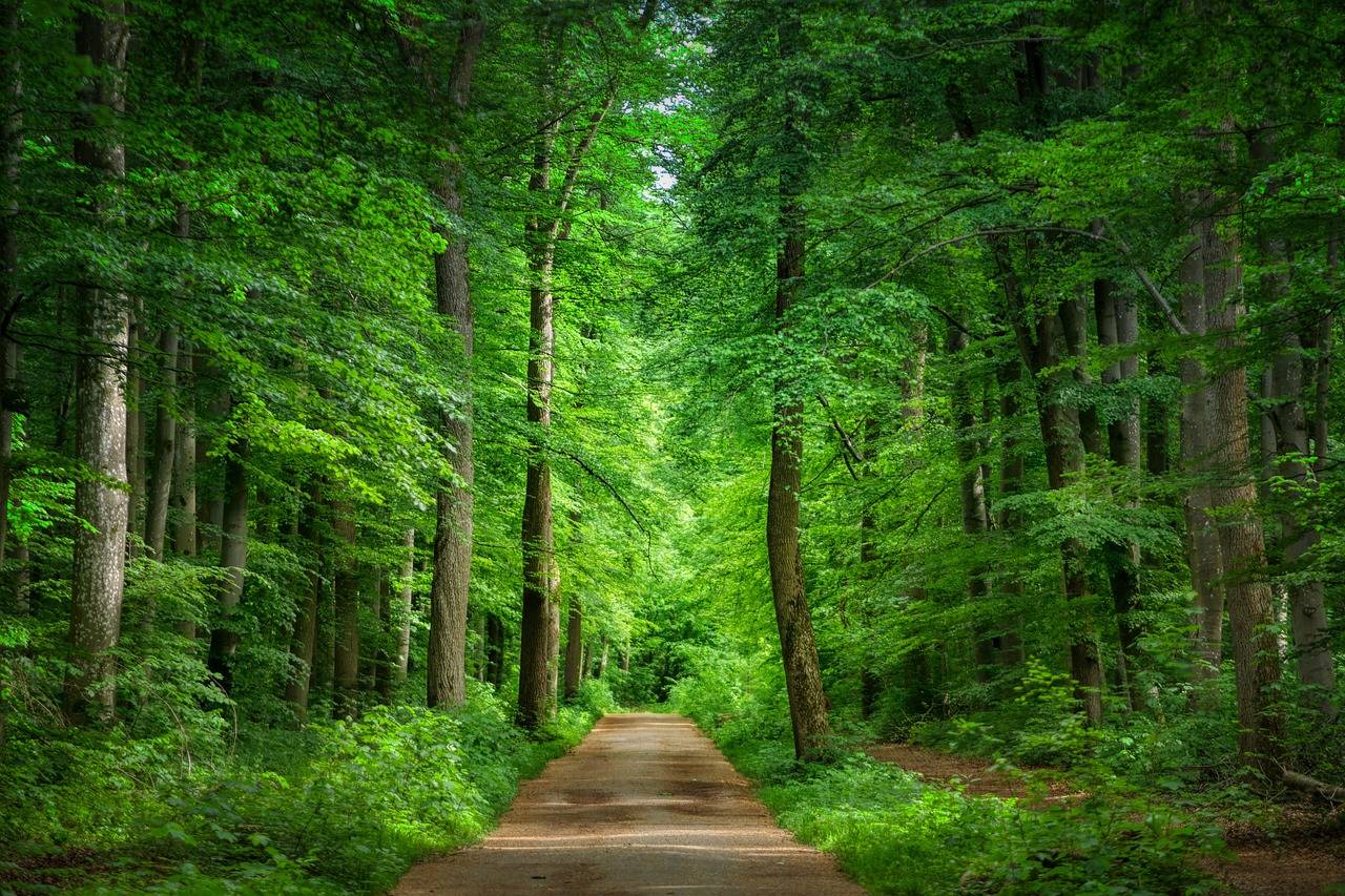 Forest green with road